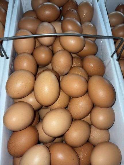 8 Doz Large Brown Eating Eggs