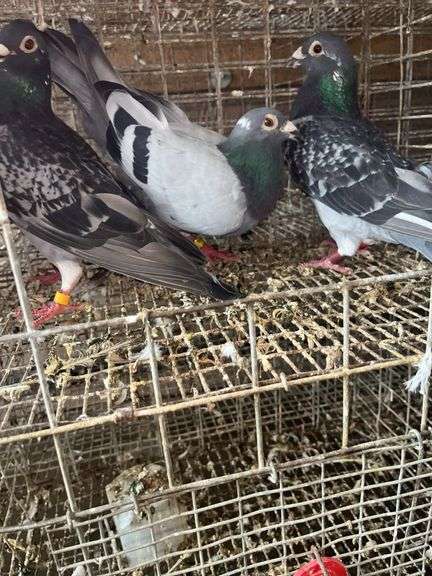 3 Homing Pigeons