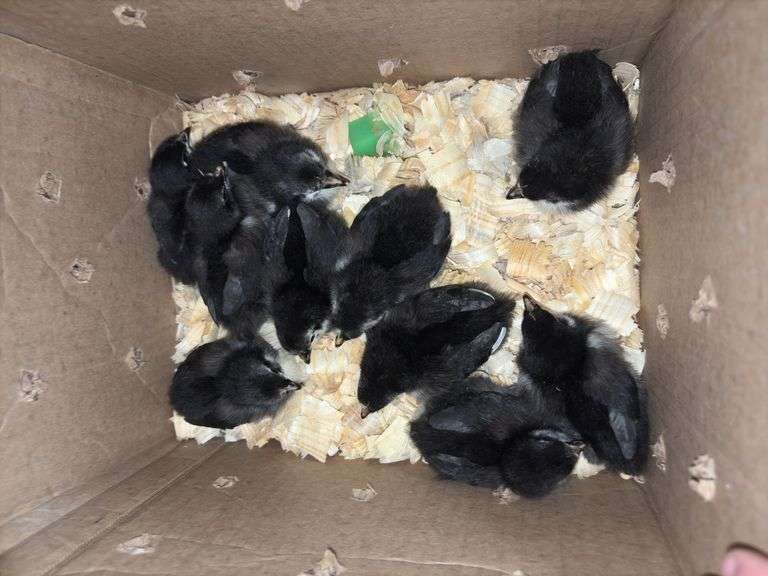 10 Black Australorp Pullets