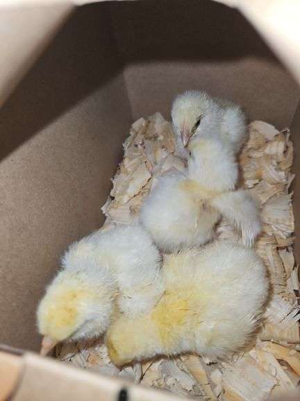 4 American Breese Chicks