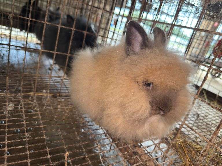 Brown Grey Lionhead Doe
