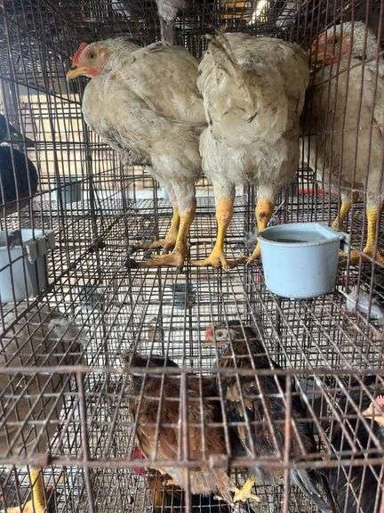 2 Meat Chickens