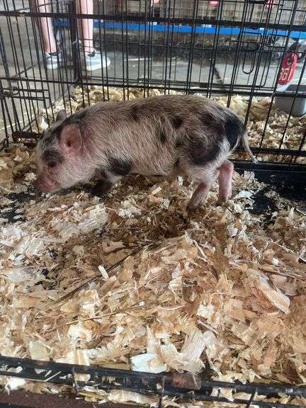 Gilt Mini Pot Belly Pig - 6 Wks Old