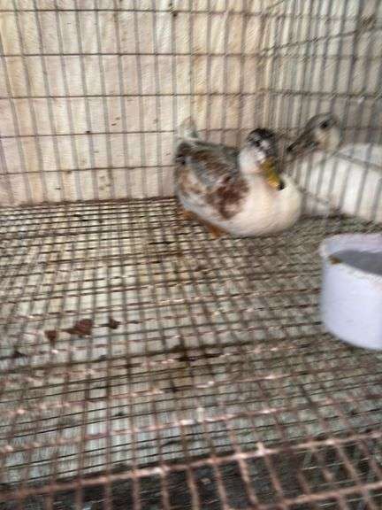 Young Call Duck