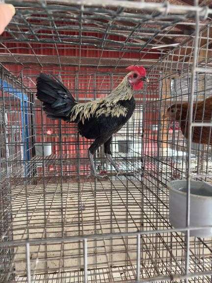 Modern Game Rooster
