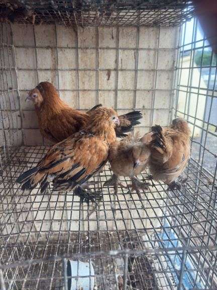 5 Mille Fluer Pullets - 3 Months Old