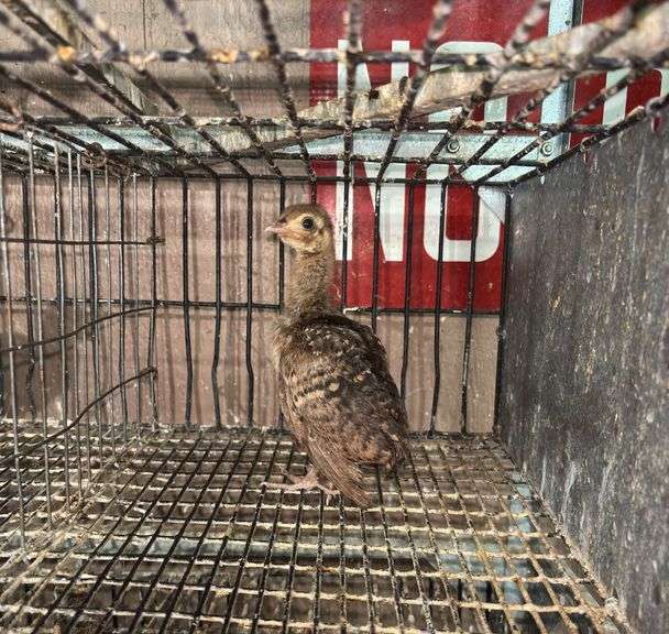 Indian Blue Peachick