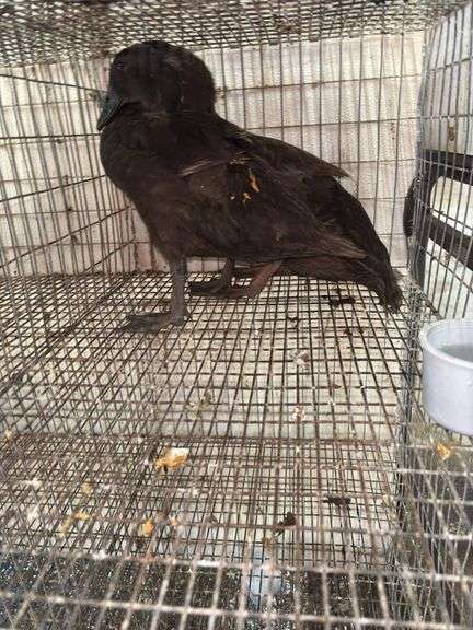 2 Khaki Campbell Runner Ducks - 2 Months Old