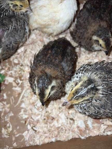 8 Celadon Mix Coturnix Quail - 2.5 Wks Old