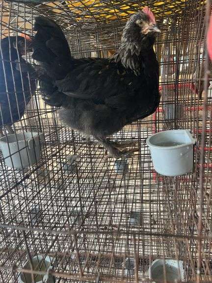 Olive Egger Cockerel