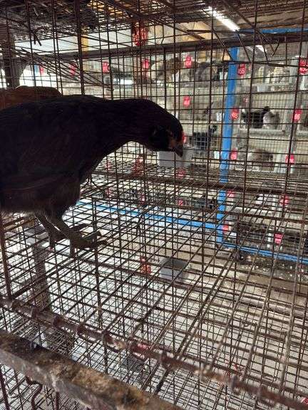 Black Chicken