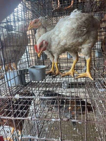2 Meat Chickens