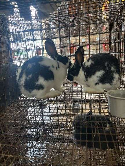 2 Rabbits