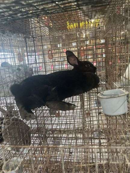 Black Doe