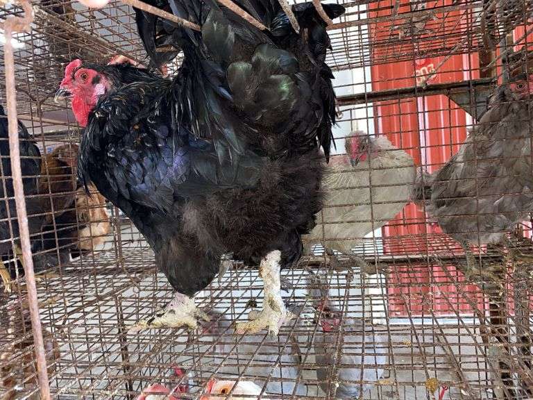 Maran Cross Rooster