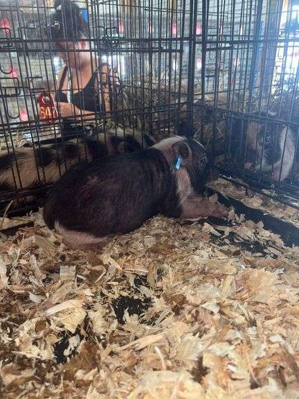 Gilt Mini Pot Belly Pig - 6 Wks Old