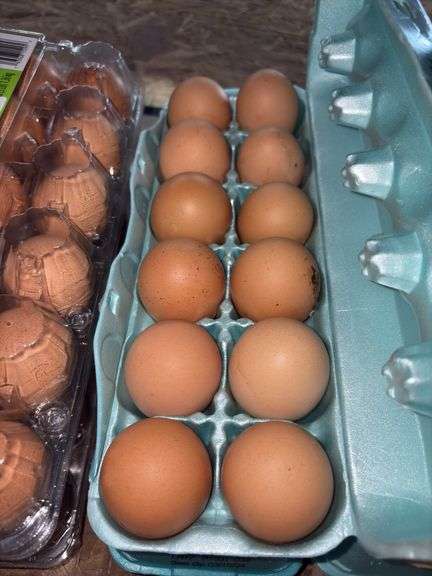 4 Doz Large Eating Eggs - Unwashed