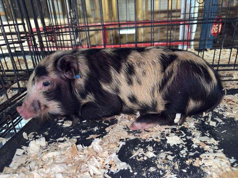 Male Kune Kune Julianna Cross Pig