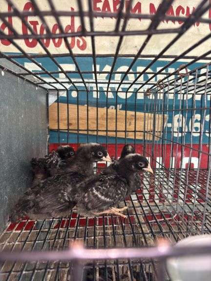 5 Barred Rock Chicks - 3 Wks Old