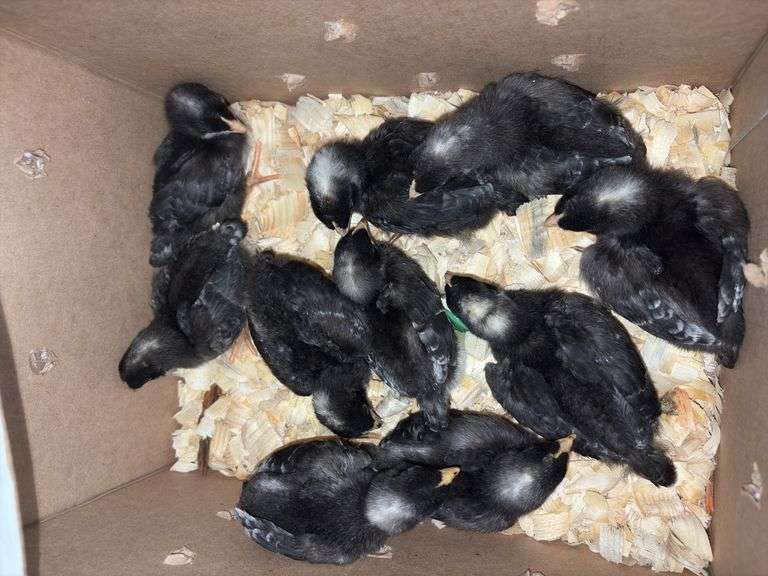 10 Diamond Dutchess Pullets