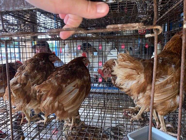 4 Isa Brown Hens