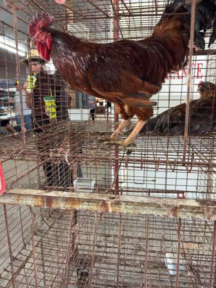 Rhode Island Red Rooster - Mean