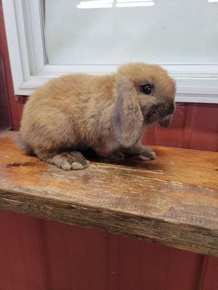 Orange Tort Mini Lop Buck - VM Gene - 8 Wks Old - Very Friendly - Handled By Kids
