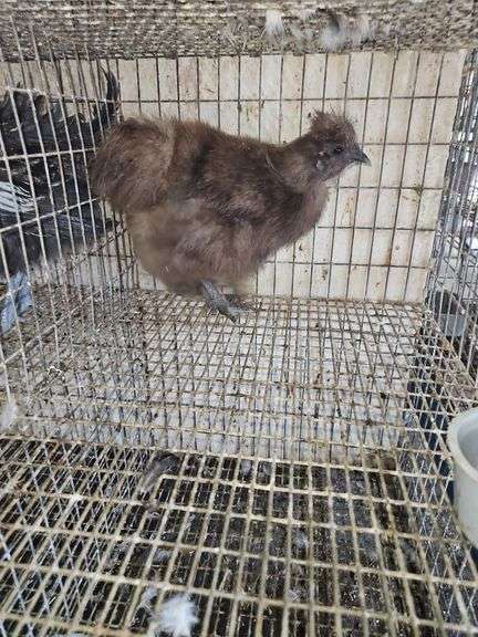 Chocolate Silkie Laying Hen