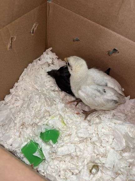 2 Chicks - 1 Splash Leghorn & 1 Fibro Egger