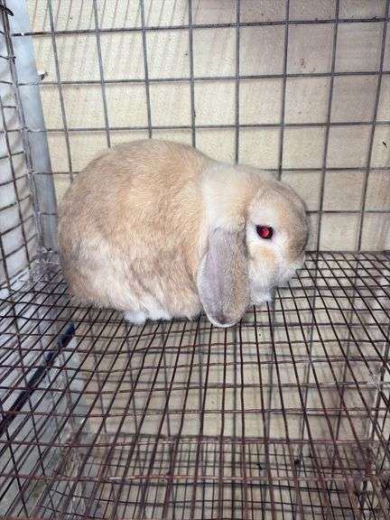 Holland Lop Buck - 1 Yr Old - Litter Box Trained - Was Free Roaming - Very Friendly