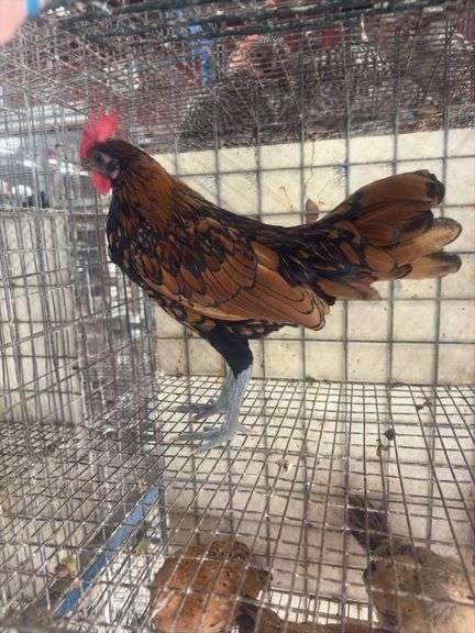Seabright Rooster