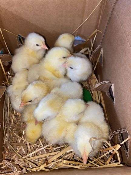 10 Cornish Cross Chicks