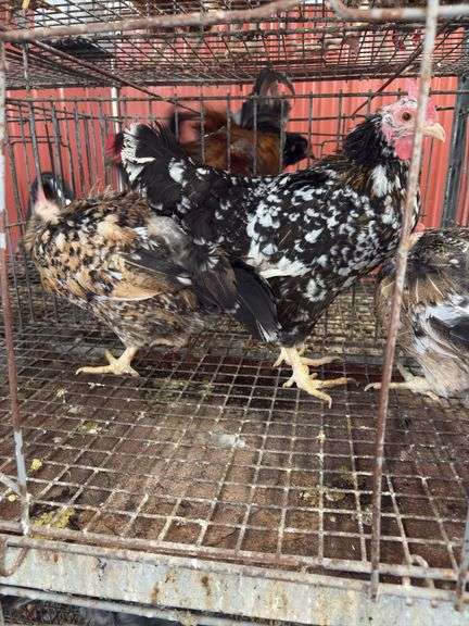 3 Swedish Flower Hens