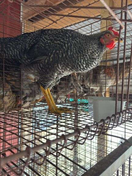 Barred Rock Rooster