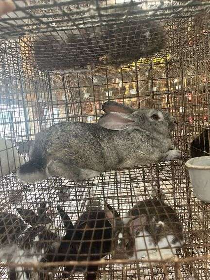 Flemish Giant Buck