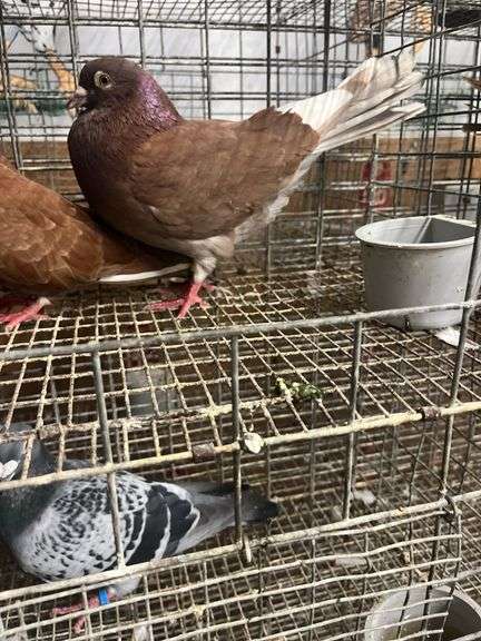 Pair Roller Pigeons