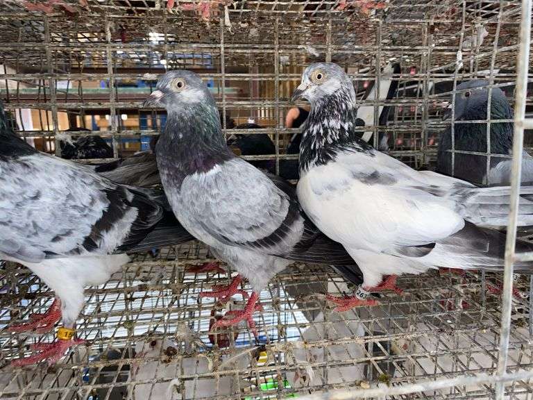 3 Tippler Pigeons
