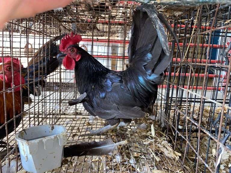 Banty Rooster