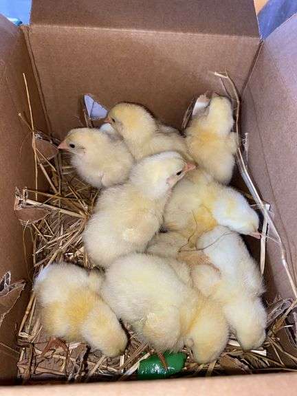 10 Cornish Cross Chicks