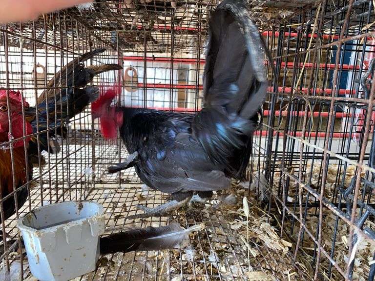 Banty Rooster