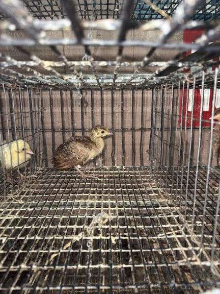 Indian Blue Peachick