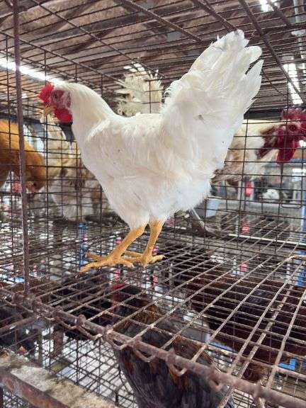 Leghorn Chicken