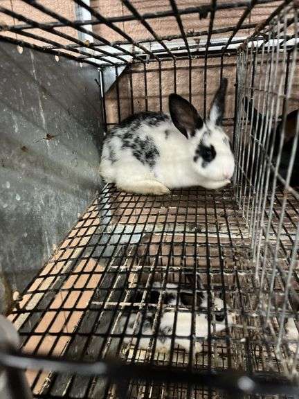 White & Black Bunny