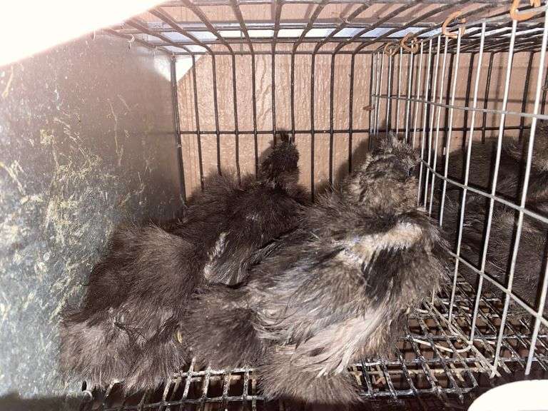 3 Black Bearded Silkie Chicks