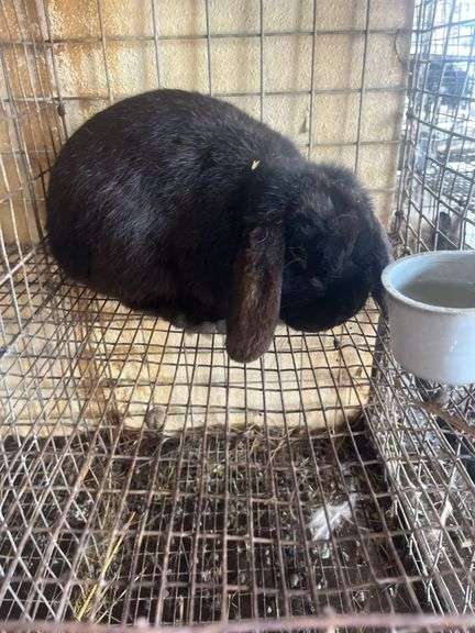 Holland Lop Buck