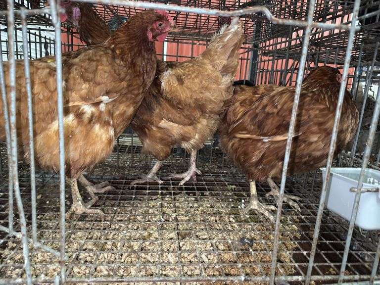 3 ISA Brown Hens