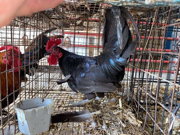 Banty Rooster