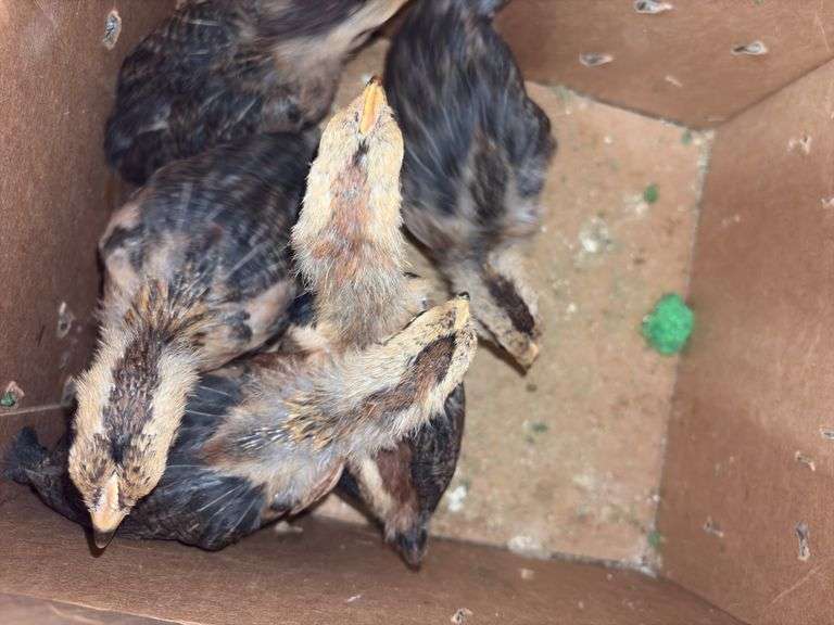 5 Brown Leghorn Chick Pullets