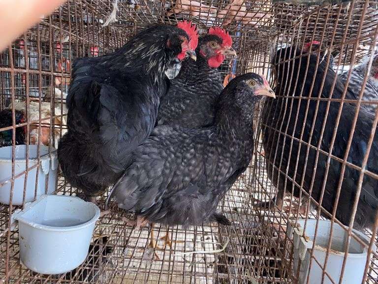 3 Cochin Olive Egger Cockerels - 2 Months Old
