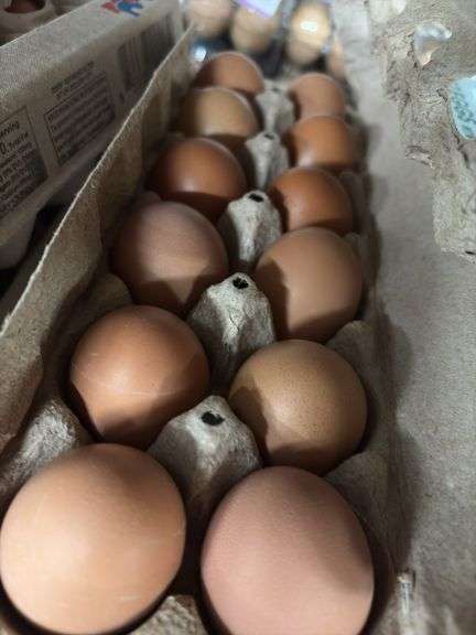 3 Doz Brown Pullet Eating Eggs